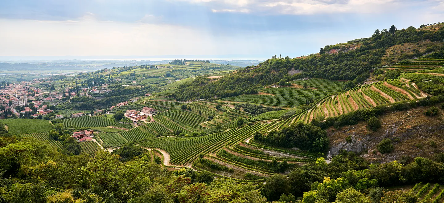 Valpolicella hills and vineyards